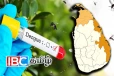 வடக்கு - கிழக்கு மாகாணங்களுக்கு விடுக்கப்பட்டுள்ள டெங்கு எச்சரிக்கை