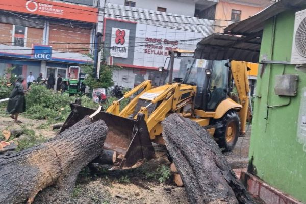 முல்லைத்தீவு நகரில் போக்குவரத்து பாதிப்பு | Traffic Disruption In Mullaitivu City Tree Falling