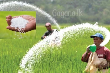 වහාම යූරියා මිල අඩු කිරීමට තීරණය කරයි...නව මිල සහ අඩුකරන දිනය මෙන්න.