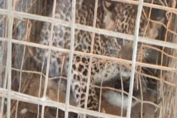 කදුකර කොටියෙකු වැසිකිලියේ සිරවෙයි…