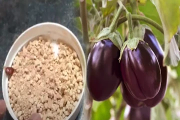 கத்தரிக்காய் செடி வளர்ந்தும் காய்க்கவில்லையா? இந்த பழத்தின் ஓடு உரம் போடுங்க