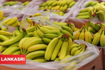 வாழைப்பழங்களுக்குள் பதுக்கி கடத்தப்படவிருந்த 76 மி. பவுண்ட் மதிப்பிலான பொருள்! பிரித்தானிய எல்லைப் படையினர் அதிரடி நடவடிக்கை