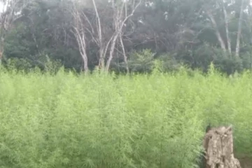 கஞ்சா தோட்டம் முற்றுகையிடப்பட்டு தீ வைப்பு