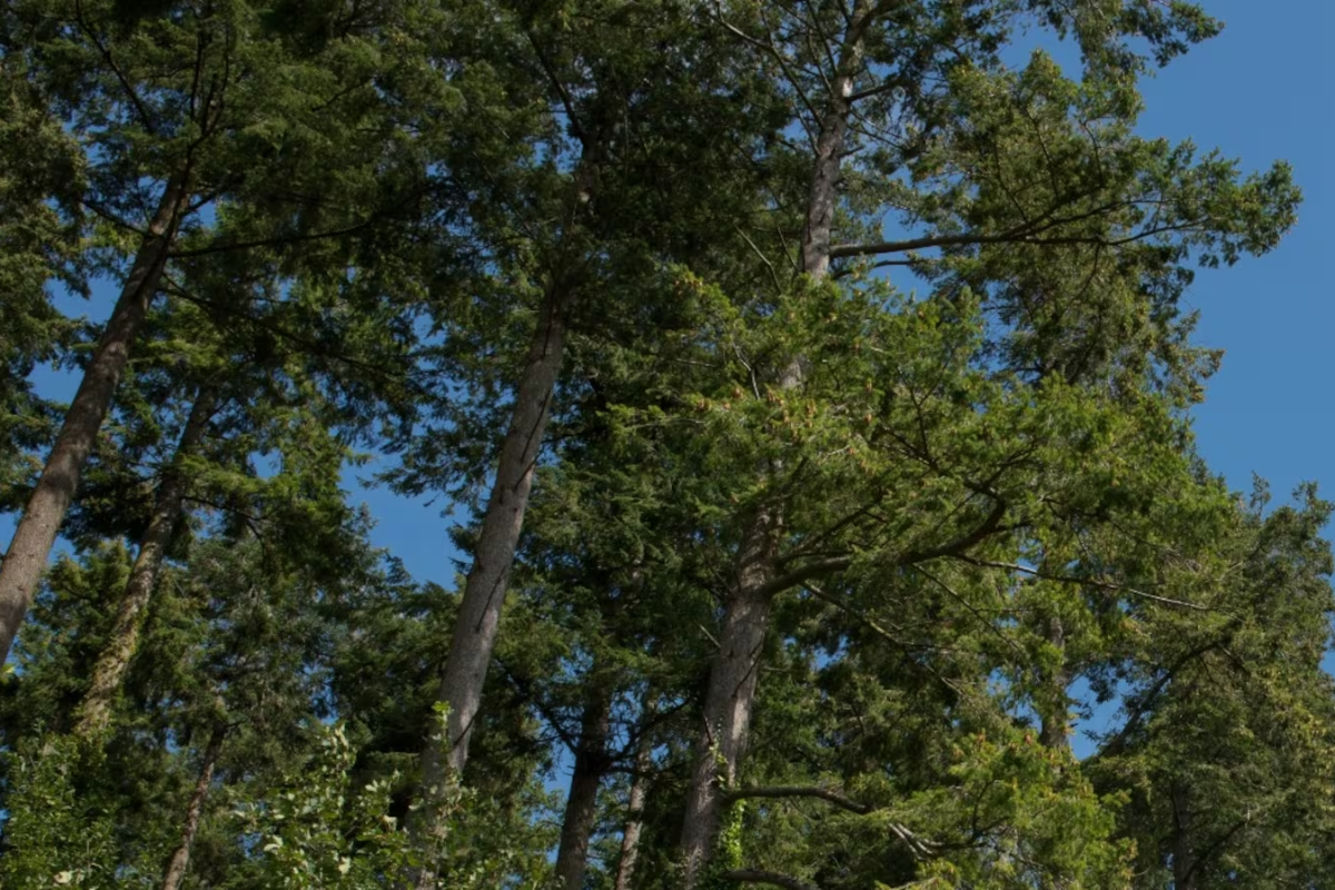 கனடாவில் விசித்திரமான வழக்கு: அண்டை வீட்டு மரங்கள் மீது குற்றச்சாட்டு | Bc Couple Fails To Convince Tribunal