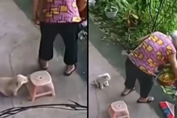 வயதான பாட்டிக்கு உதவிச் செய்ய முற்படும் நாய்க்குட்டி! வைரலாகும் வீடியோக்காட்சி