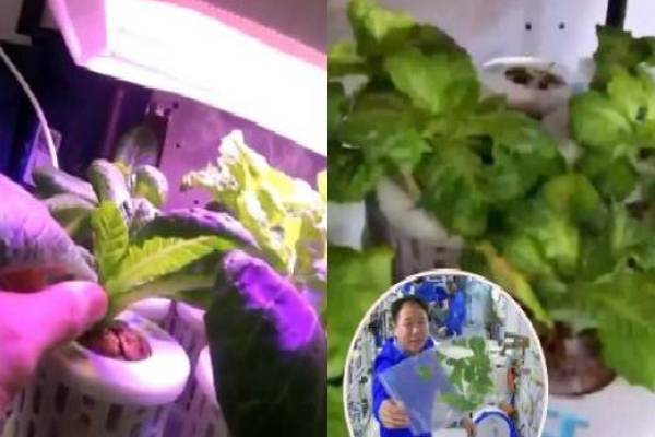 விண்வெளியில் விவசாயம் செய்யும் சீனர்கள்! | Chinese Farming In Space