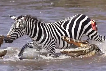 Viral Video: பல முதலைகள் சேர்ந்து வரிக்குதிரையை தாக்கும் திகில் காணொளி