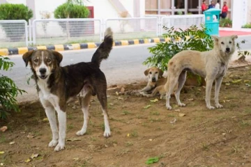இந்தியாவில் இருந்து கனடாவுக்கு செல்லும் தெரு நாய்கள்: மிகப்பெரிய அதிர்ஷ்டம்