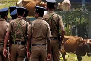 யாழில் மாடுகளை திருடிச் சென்றவர் கைது(Video)