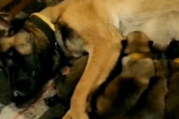 போர் நாய் செய்த நெகிழ்ச்சி செயல்...13 குட்டிகளுக்கு பாலூட்டும் அரிய காட்சி