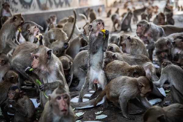குரங்குகள் ஏற்றுமதி - பொன்சேகா வெளியிட்ட தகவல் | Animal Rights Laws Should Be Upheld Fonseka
