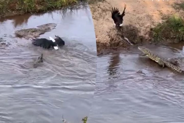 Viral Video: கழுகை வேட்டையாட வந்த முதலை! நொடிப்பொழுதில் நடந்த அதிசயம்