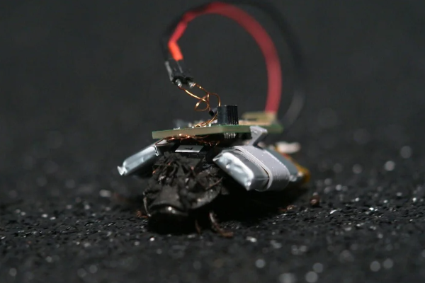 உளவு பார்க்க கரப்பான் பூச்சிகள்: ஜேர்மன் நிறுவனத்தின் திட்டம் | Cockroach Spying Research Germany 60 Minutes உளவு பார்க்க கரப்பான் பூச்சிகள்: ஜேர்மன் நிறுவனத்தின் திட்டம் | Cockroach Spying Research Germany 60 Minutes