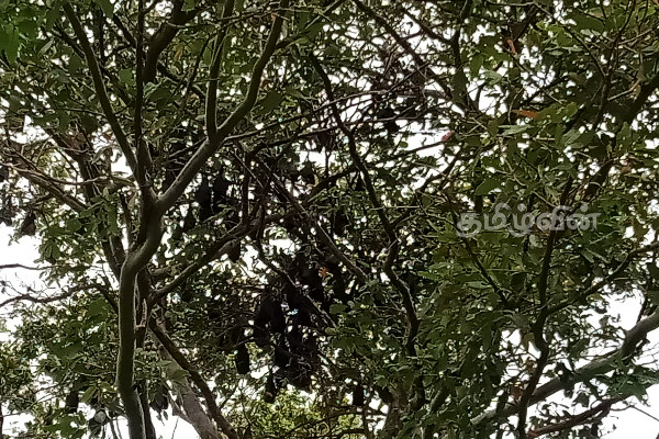 முல்லைத்தீவில் இப்படியொரு இடமா! மறக்கப்பட்ட வௌவால்வெளி | Mullaitivu Tourist Ariya Sri Lanka Tourism