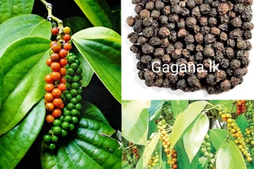 වසර ගණනකට පසුව ලංකාවෙන් ඇසෙන සතුටුදායක ආරංචිය මෙන්න..