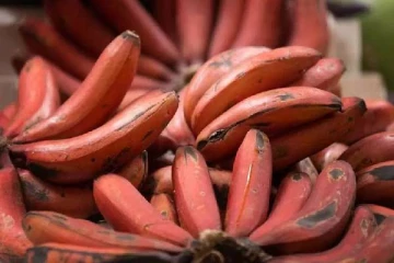 செவ்வாழை பழம் இந்த நேரத்தில்தான் சாப்பிடனும் - கண்டிப்பா தெரிஞ்சிக்கோங்க!