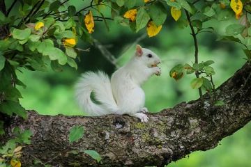 இலங்கையில்  கண்டுபிடிக்கப்பட்ட அரியவகை பிராணி!