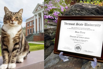 பூனைக்கு கௌரவ டொக்டர் பட்டம் வழங்கிய அமெரிக பல்கலைக்கழகம்!