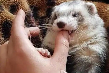 விலங்குகளுக்கான உலகின் முதல் கொரோனா தடுப்பூசி!