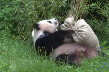 பாண்டா கரடியின் பிறந்த நாளை கொண்டாடிய பூங்கா நிர்வாகம்