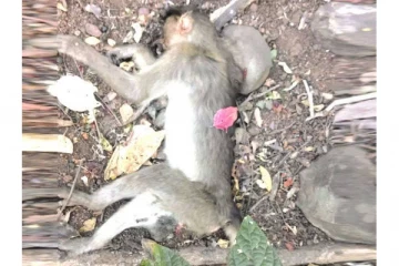 38 குரங்குகளுக்கு விஷம் கொடுத்து கொன்ற இரக்கமற்றவர்கள் - கர்நாகாவில் பரபரப்பு