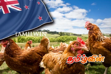 நியூஸிலாந்தின் கோழிப்பண்ணையில் பறவைக்காய்ச்சல்: ஏற்றுமதிக்கு தடை