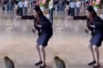 விமான நிலையத்தில் நுழைந்த குரங்கு! பணிப்பெண் பணிவுடன் வெளியேற்றிய காணொளி