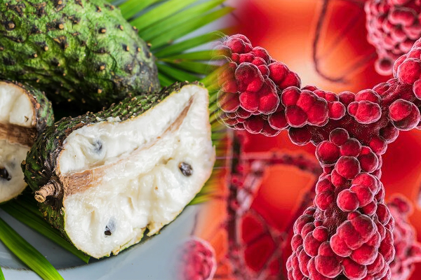 புற்றுநோயை விரட்டி அடிக்கும் முள் சீத்தாப் பழம்; இவ்வளவு நன்மைகளா! | Soursop Fruit That Drives Away Cancer