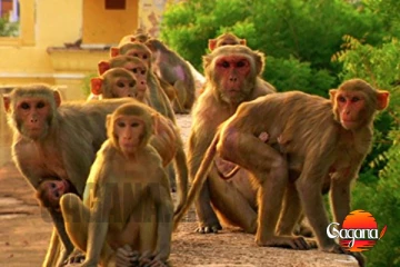 වස ලැජ්ජාවයි - පූජා නගරේ වදුරන්ට සමාජ රෝග