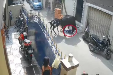 கட்டாக்காலி மாடு முட்டியதில் மயிரிழையில் உயிர் தப்பிய குழந்தை!