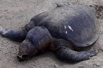 உருக்குலைந்த நிலையில் கடலாமை கண்டெடுப்பு