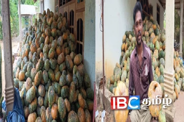 விற்க முடியாமல் தேங்கிக் கிடக்கும் பூசணிக்காய்கள் : விவசாயிகள் கடும் நெருக்கடி
