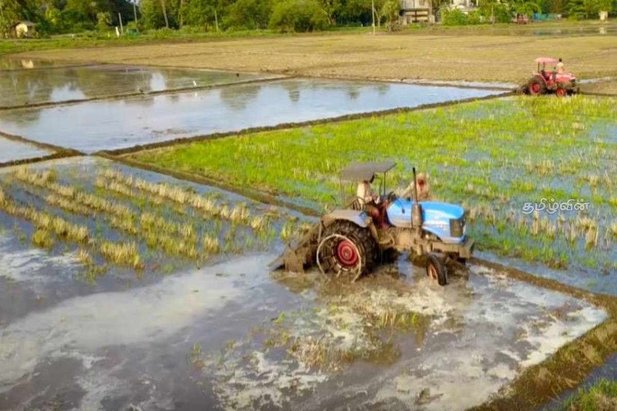 22,000 ஏக்கரில் நெற்செய்கை ஆரம்பம்: 12,000 விவசாயிகளுக்கான மேம்பாட்டு திட்டம் | Paddy Cultivation Begins On 22 000 Acres