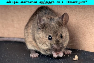 வீட்டில் எலிகளை ஒழிக்க என்ன செய்யலாம்?