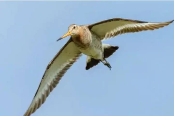 11 நாட்கள் தொடர்ந்து பறந்து கின்னஸ் சாதனை படைத்த பறவை