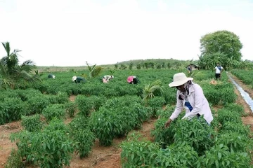 யாழ்ப்பாணம் மாவட்ட படை தலைமையகத்தினால் மிளகாய் பயிர் செய்கை