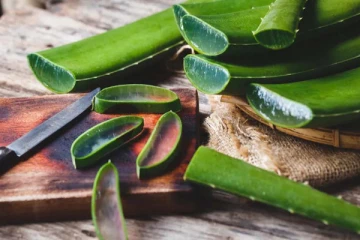 உயிருக்கே உலை வைக்கும் கற்றாழை! யாரெல்லாம் சாப்பிடக்கூடாது தெரியுமா?