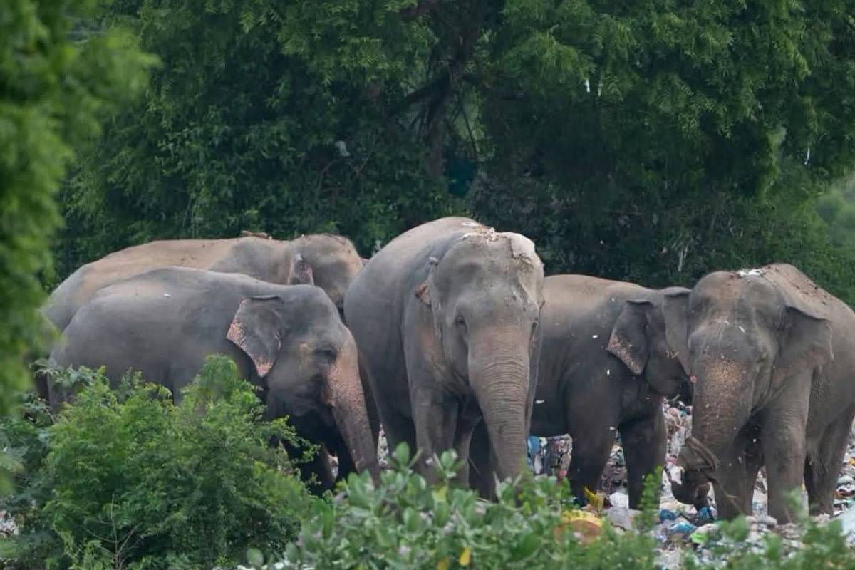 மனிதர்கள் வீசும் குப்பைகளால் ஆபத்தில் காட்டு யானைகள் ; அதிகாரிகள் உடனடி கவனம் செலுத்துவார்களா? | Wild Elephants At Risk Due Trash Discarded Humans மனிதர்கள் வீசும் குப்பைகளால் ஆபத்தில் காட்டு யானைகள் ; அதிகாரிகள் உடனடி கவனம் செலுத்துவார்களா? | Wild Elephants At Risk Due Trash Discarded Humans