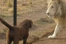 காட்டுக்கு ராஜானாலும் எனக்கு தூசுதான் என மாஸ் காட்டிய நாய்