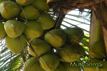 தேங்காய் விலையில் ஏற்பட்டுள்ள சடுதியான மாற்றம்!