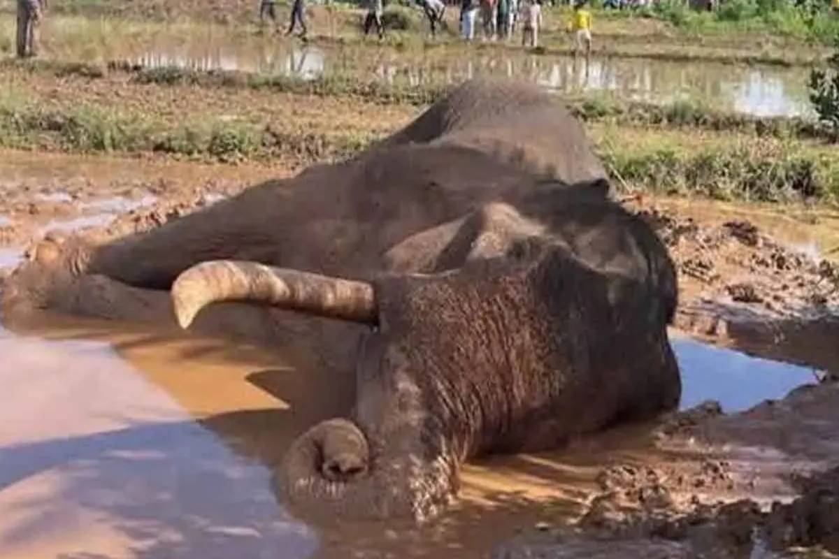 காவன்திஸ்ஸவின் யானையின் மரணம் குறித்து விசாரிக்குமாறு நீதிமன்றம் உத்தரவு | Court Orders An Inquiry Into The Death Kavan Tissa