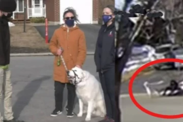 திடீரென சுருண்டு விழுந்த கனேடிய பெண்: அவரது வளர்ப்பு நாய் செய்த நெகிழ்ச்சி செயல்!