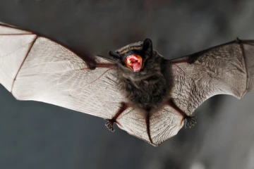 84 வயது முதியவரை கடித்த வௌவால்...உருவான திகில் அறிகுறிகள்: அதிர்ச்சியில் அமெரிக்க மருத்துவர்கள்