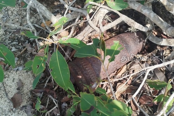 செம்பியன்பற்று பகுதியில் வெடிக்காத மோட்டார் வகைக்குண்டு மீட்பு! | Mortar Bomb Identified In Sembianpatru