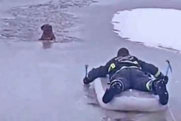 உறைந்துபோன ஏரியில் தன் உயிரை தாண்டி நாயை காப்பாற்றிய தீயணைப்பு வீரர்......