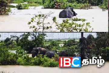 சீரற்ற வானிலையினால் அல்லலுறும் வனவிலங்குகள்