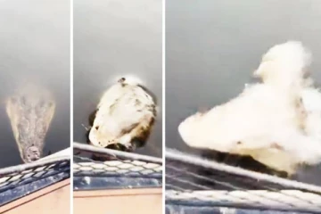 படகு மேல் பாய்ந்து கடித்து இழுக்க முயன்ற முதலை.. மரண பயத்தில் உறைந்த பெண்! திகில் வீடியோ