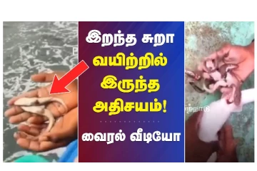 இறந்த சுறா வயிற்றில் இருந்த அதிசயம் - வைரல் வீடியோ