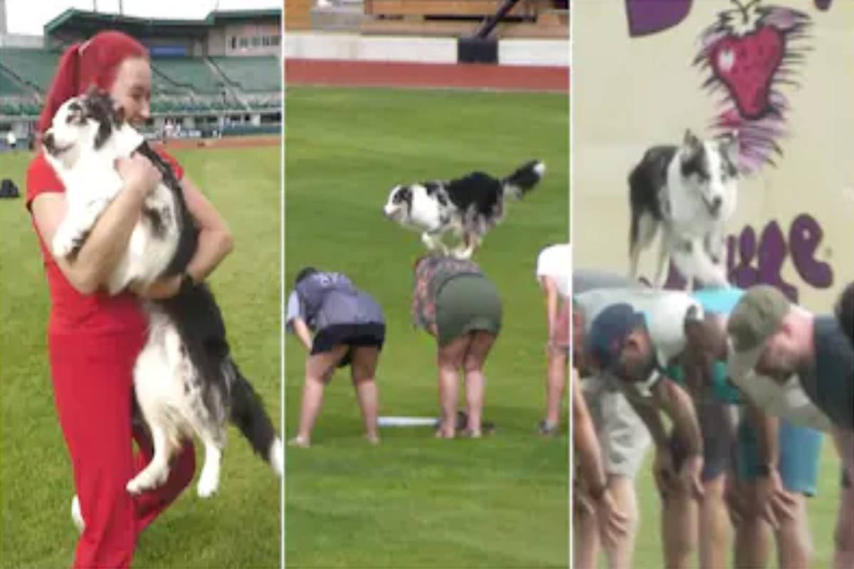 கனடாவில் 56 பேர் முதுகின் மீது தாவி கின்னஸ் உலக சாதனை படைத்த நாய் | Dog Sets Guinness World Record Backs In Canada
