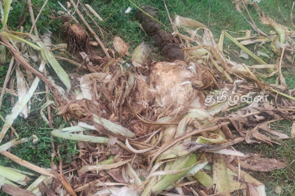 காட்டு யானை அச்சுறுத்தல்:அரச ஊழியர் வீட்டுத் திட்டத்தில் குடியிருக்க அஞ்சும் மக்கள்(Photos) | Wild Elephant Menace People Afraid To Live